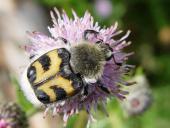 Pinselkäfer (Trichius rosaceus)-L. Klasing