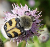 Pinselkäfer (Trichius rosaceus)-L. Klasing