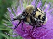 Paarung: Pinselkäfer (Trichius rosaceus)-L. Klasing