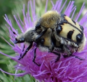 Paarung: Pinselkäfer (Trichius rosaceus)-L. Klasing