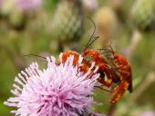 Roter Weichkäfer (Rhagonycha fulva)-L. Klasing