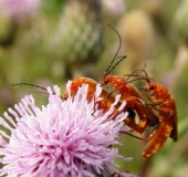 Roter Weichkäfer (Rhagonycha fulva)-L. Klasing