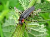 Gemeiner Weichkäfer (Cantharis fusca)-L. Klasing