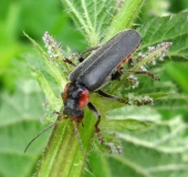 Gemeiner Weichkäfer (Cantharis fusca)-L. Klasing