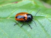 Zweipunktiger Fallkäfer (Cryptocephalus bipunctatus)-L. Klasing