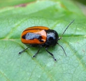 Zweipunktiger Fallkäfer (Cryptocephalus bipunctatus)-L. Klasing