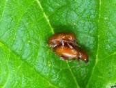 Paarung: Distel-Flohkäfer (Sphaeroderma testaceum)-L. Klasing