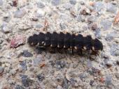 Larve: Großer-Leuchtkäfer w. (Lampyris noctiluca)-L. Klasing