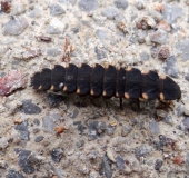 Larve: Großer-Leuchtkäfer w. (Lampyris noctiluca)-L. Klasing