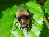 Narzissenschwebfliege (Merodon equestris var. equestris)-L. Klasing