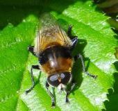 Narzissenschwebfliege (Merodon equestris var. equestris)-L. Klasing