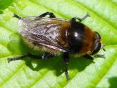 Narzissenschwebfliege (Merodon equestris var. equestris)-L. Klasing