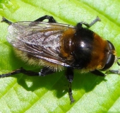 Narzissenschwebfliege (Merodon equestris var. equestris)-L. Klasing