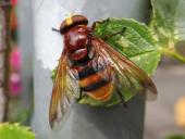 Hornissenschwebfliege W. (Volucella zonaria)-L. Klasing
