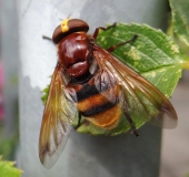 Hornissenschwebfliege W. (Volucella zonaria)-L. Klasing