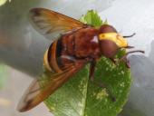 Hornissenschwebfliege W. (Volucella zonaria)-L. Klasing
