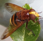Hornissenschwebfliege W. (Volucella zonaria)-L. Klasing