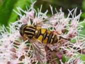 Gemeine Sumpfschwebfliege M. (Helophilus pendulus)-L. Klasing