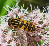 Gemeine Sumpfschwebfliege M. (Helophilus pendulus)-L. Klasing