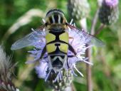 Große Sumpfschwebfliege M. (Helophilus trivittatus)-L. Klasing