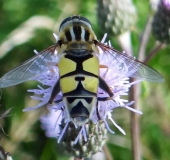 Große Sumpfschwebfliege M. (Helophilus trivittatus)-L. Klasing