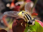 Große Sumpfschwebfliege W. (Helophilus trivittatus)-L. Klasing