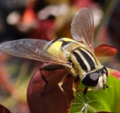 Große Sumpfschwebfliege W. (Helophilus trivittatus)-L. Klasing