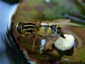 Eiablage: Große Sumpfschwebfliege W. (Helophilus trivittatus)-L. Klasing