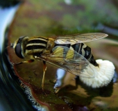 Eiablage: Große Sumpfschwebfliege W. (Helophilus trivittatus)-L. Klasing