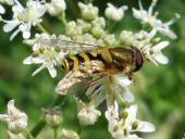 Kleine Schwebfliege (Syrphus vitripennis)-L. Klasing