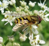 Kleine Schwebfliege (Syrphus vitripennis)-L. Klasing