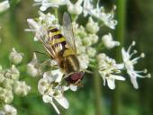 Kleine Schwebfliege (Syrphus vitripennis)-L. Klasing