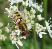 Kleine Schwebfliege (Syrphus vitripennis)-L. Klasing