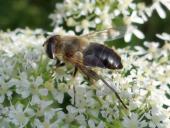 Mistbiene (Eristalis tenax)-L. Klasing