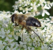 Mistbiene (Eristalis tenax)-L. Klasing