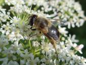 Mistbiene (Eristalis tenax)-L. Klasing