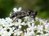 Gemeine Keulenschwebfliege (Syritta pipiens)-L. Klasing