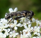 Gemeine Keulenschwebfliege (Syritta pipiens)-L. Klasing