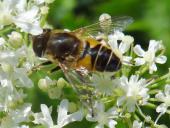 Mittlere Keilfleckschwebfliege M. (Eristalis interrupta)-L. Klasing