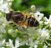 Mittlere Keilfleckschwebfliege M. (Eristalis interrupta)-L. Klasing