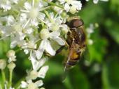 Mittlere Keilfleckschwebfliege (Eristalis interrupta)-L. Klasing