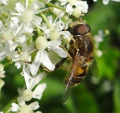 Mittlere Keilfleckschwebfliege (Eristalis interrupta)-L. Klasing