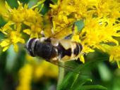 Kleine Keilfleckschwebfliege (Eristalis arbustorum)-L. Klasing