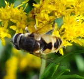 Kleine Keilfleckschwebfliege (Eristalis arbustorum)-L. Klasing