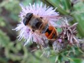 Scheinbienen-Keilfleckschwebfliege M. (Eristalis tenax)-L. Klasing