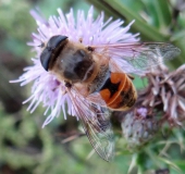 Scheinbienen-Keilfleckschwebfliege M. (Eristalis tenax)-L. Klasing