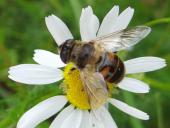 Scheinbienen-Keilfleckschwebfliege W. (Eristalis tenax)-L. Klasing