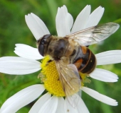 Scheinbienen-Keilfleckschwebfliege W. (Eristalis tenax)-L. Klasing