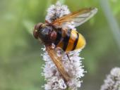 Hornissenschwebfliege M.  (Volucella zonaria) L. Klasing