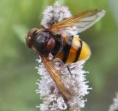 Hornissenschwebfliege M.  (Volucella zonaria) L. Klasing